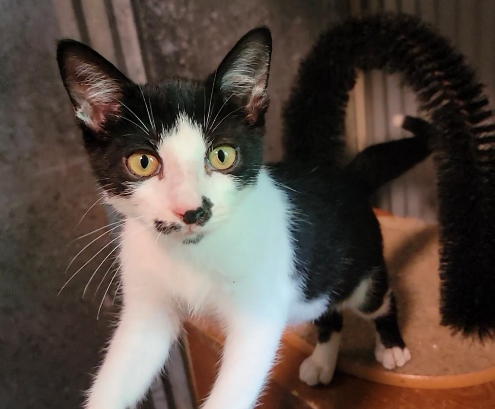 Enlarge Burt, a Adopted Domestic Short Hair in Mount Sterling, KY image 5/6