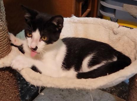 Enlarge Burt, a Adopted Domestic Short Hair in Mount Sterling, KY image 4/6