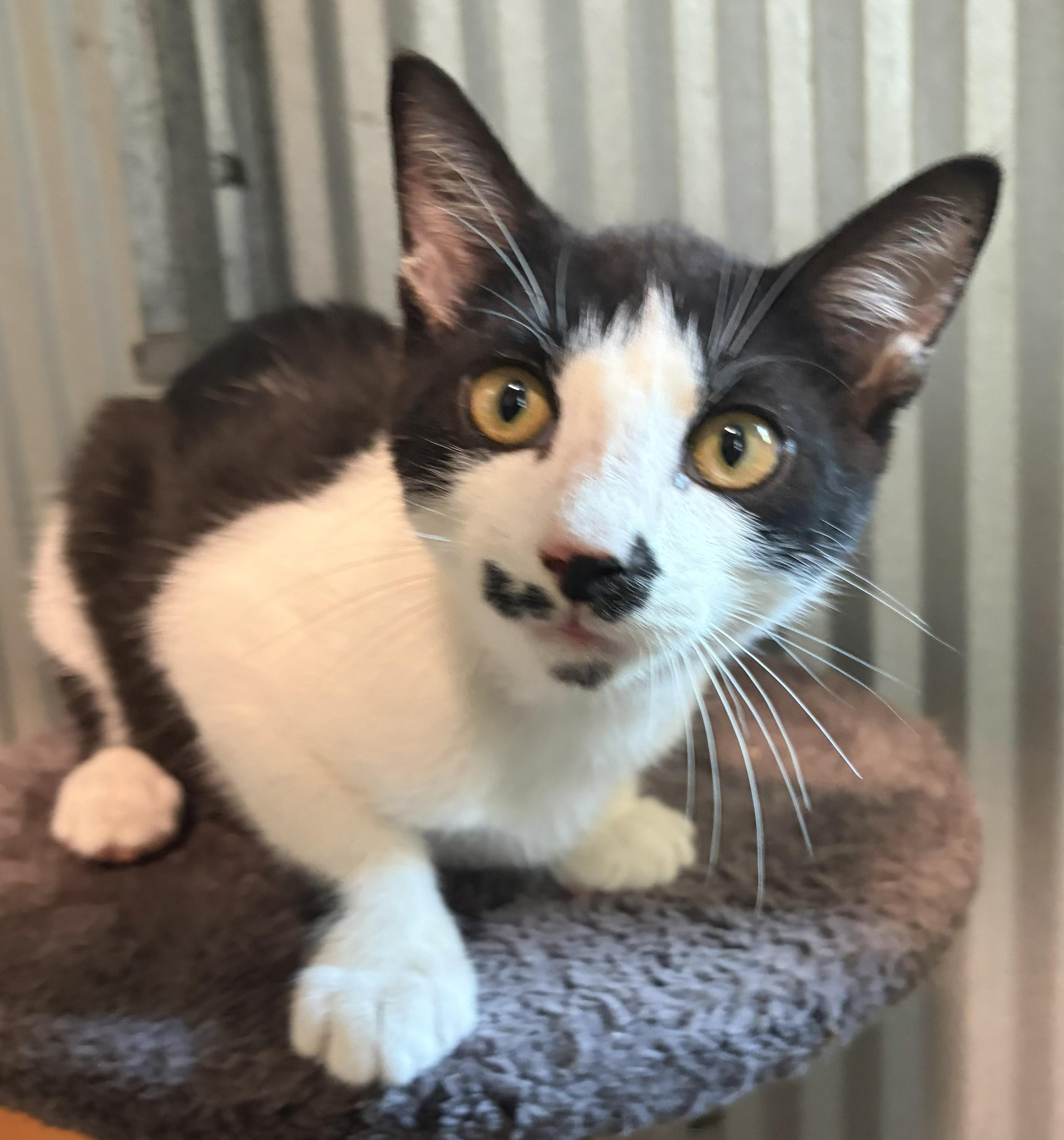 Enlarge Burt, a Adopted Domestic Short Hair in Mount Sterling, KY image 6/6