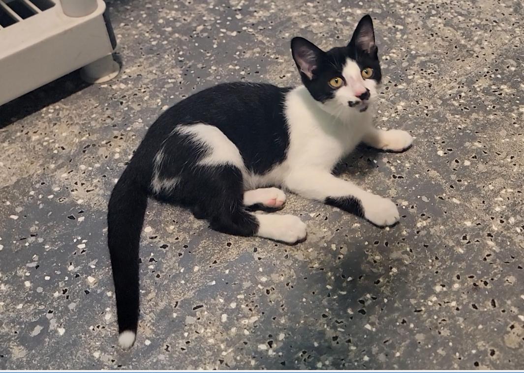 Enlarge Burt, a Adopted Domestic Short Hair in Mount Sterling, KY image 3/6