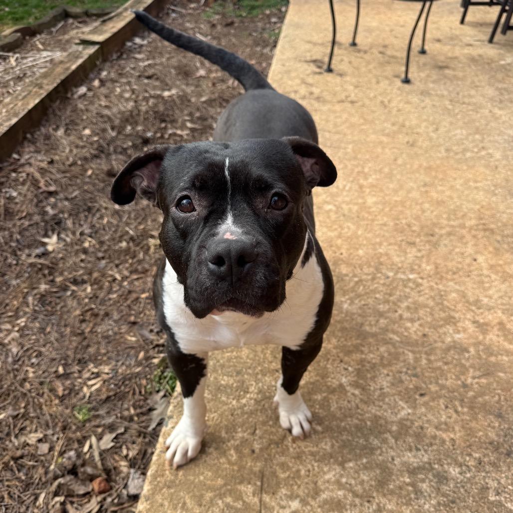 Tatiana, Adoptable, Senior Female Mixed Breed.