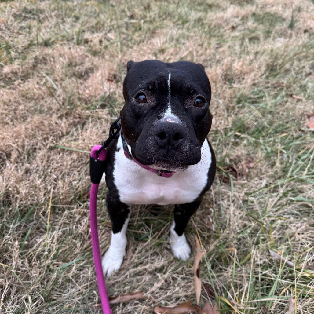 Tatiana, a Adoptable Mixed Breed in Greensboro, NC image 1/6