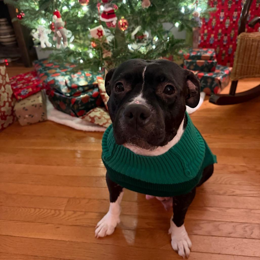 Tatiana, a Adoptable Mixed Breed in Greensboro, NC image 2/6