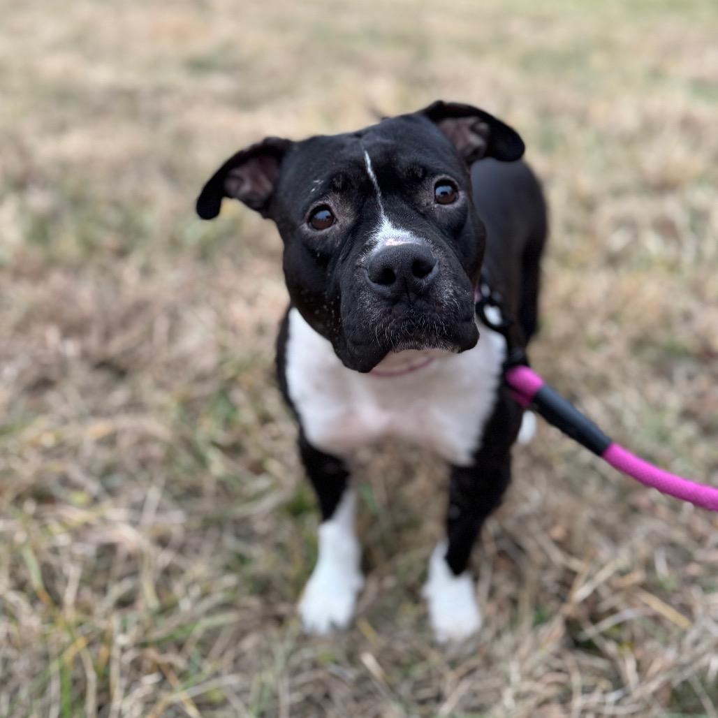 Tatiana, a Adoptable Mixed Breed in Greensboro, NC image 3/6