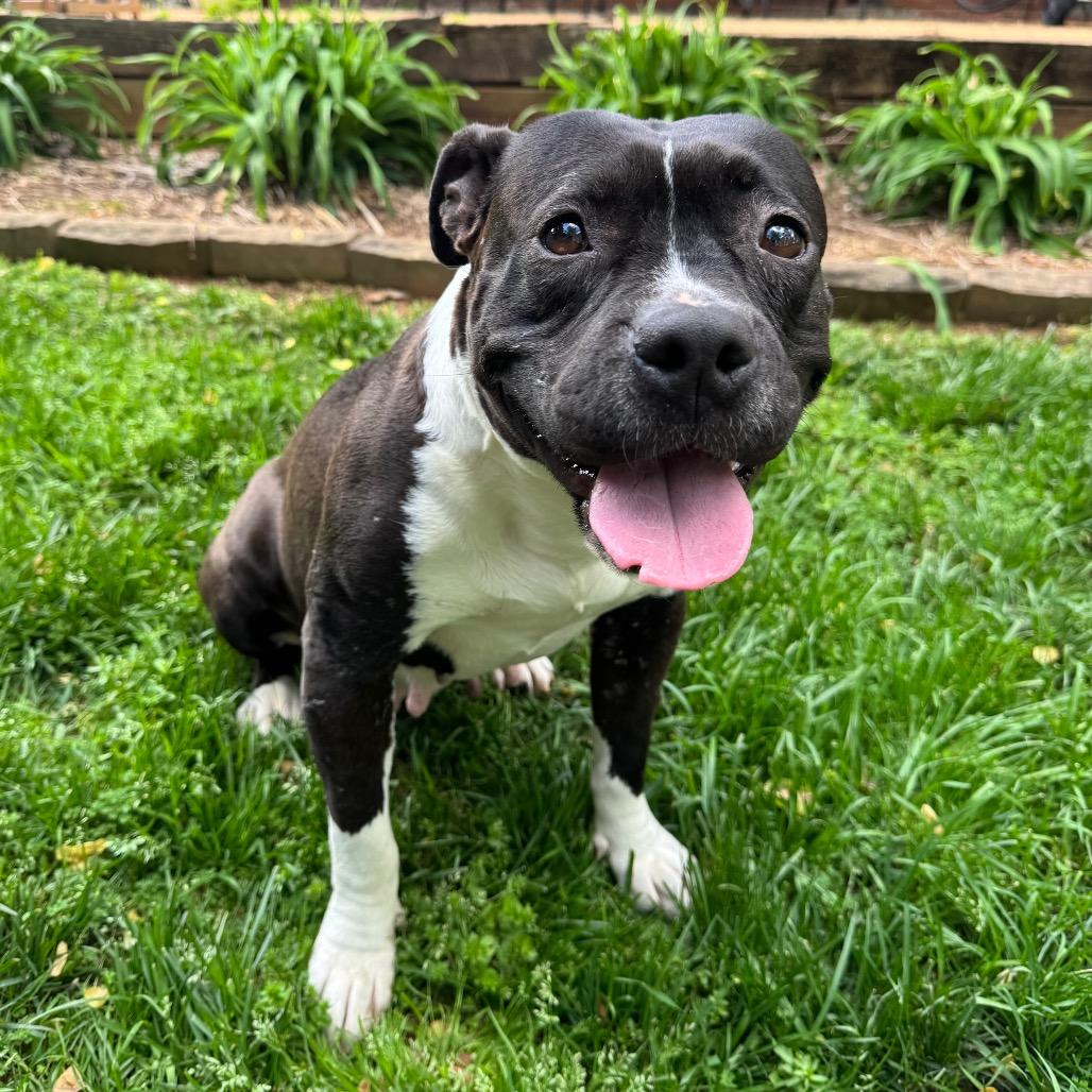 Enlarge Tatiana, a Adoptable Mixed Breed in Greensboro, NC image 4/6