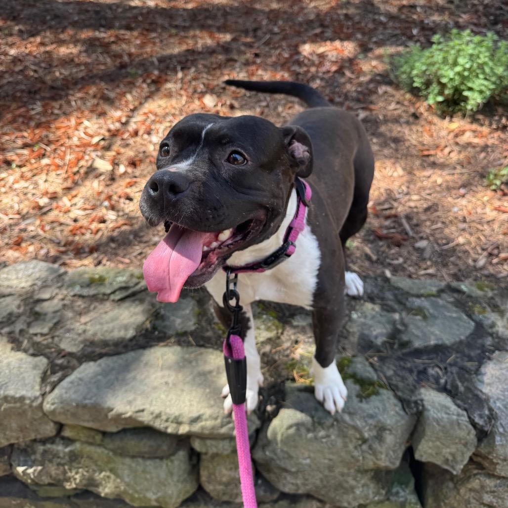 Tatiana, a Adoptable Mixed Breed in Greensboro, NC image 5/6