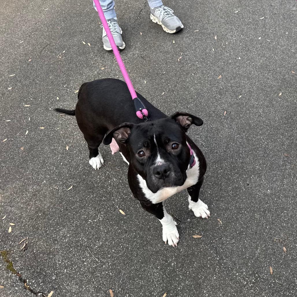 Tatiana, a Adoptable Mixed Breed in Greensboro, NC image 6/6