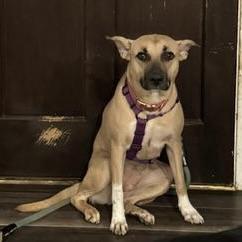 Enlarge Cholula, a Adoptable mixed breed in Portland, OR image 4/6