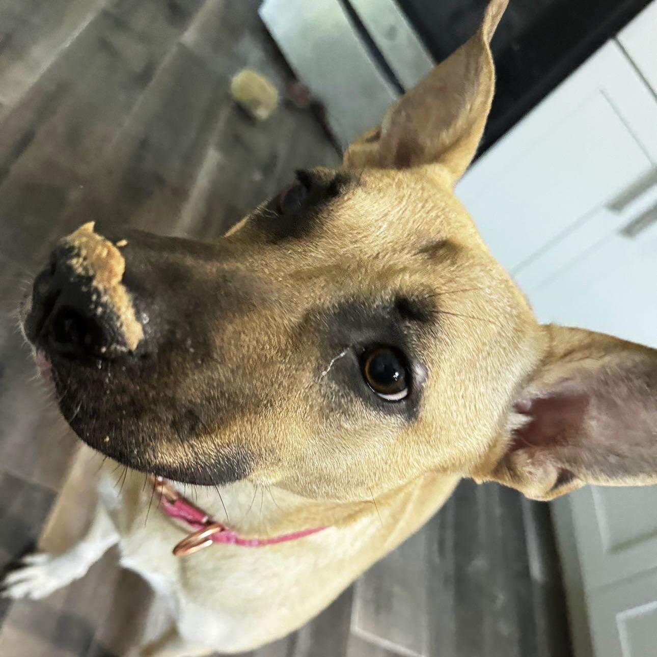 Cholula, Adoptable, Young Female Black Mouth Cur.