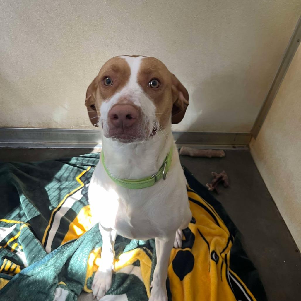 Shirley, Adoptable, Adult Female Pointer & Mixed Breed.
