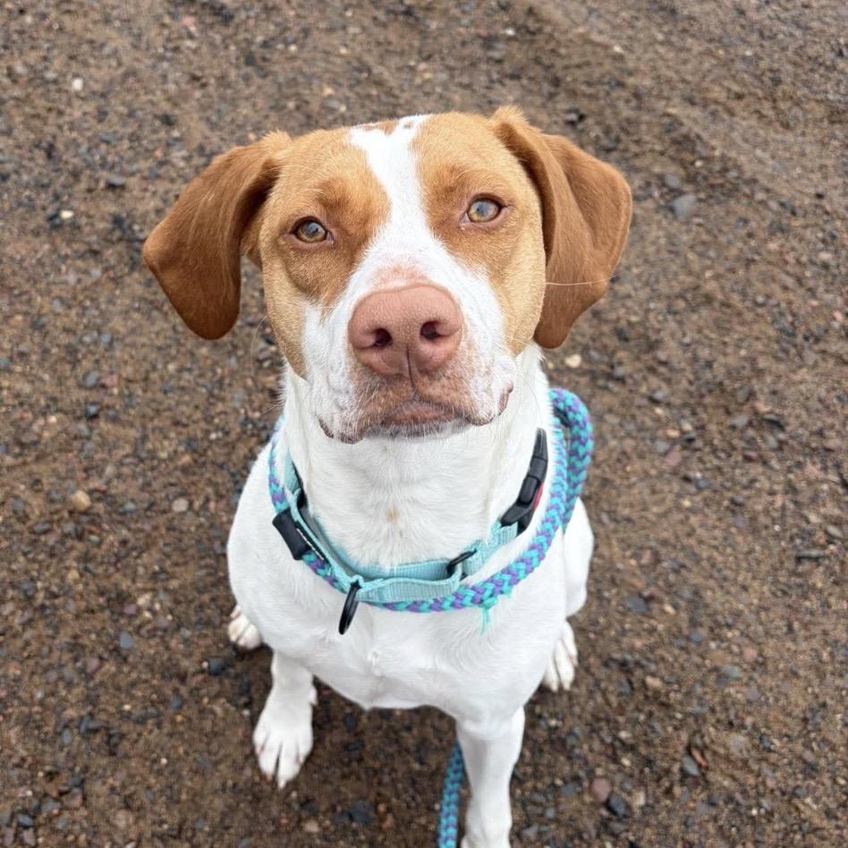 Shirley, Adoptable, Adult Female Pointer & Mixed Breed.