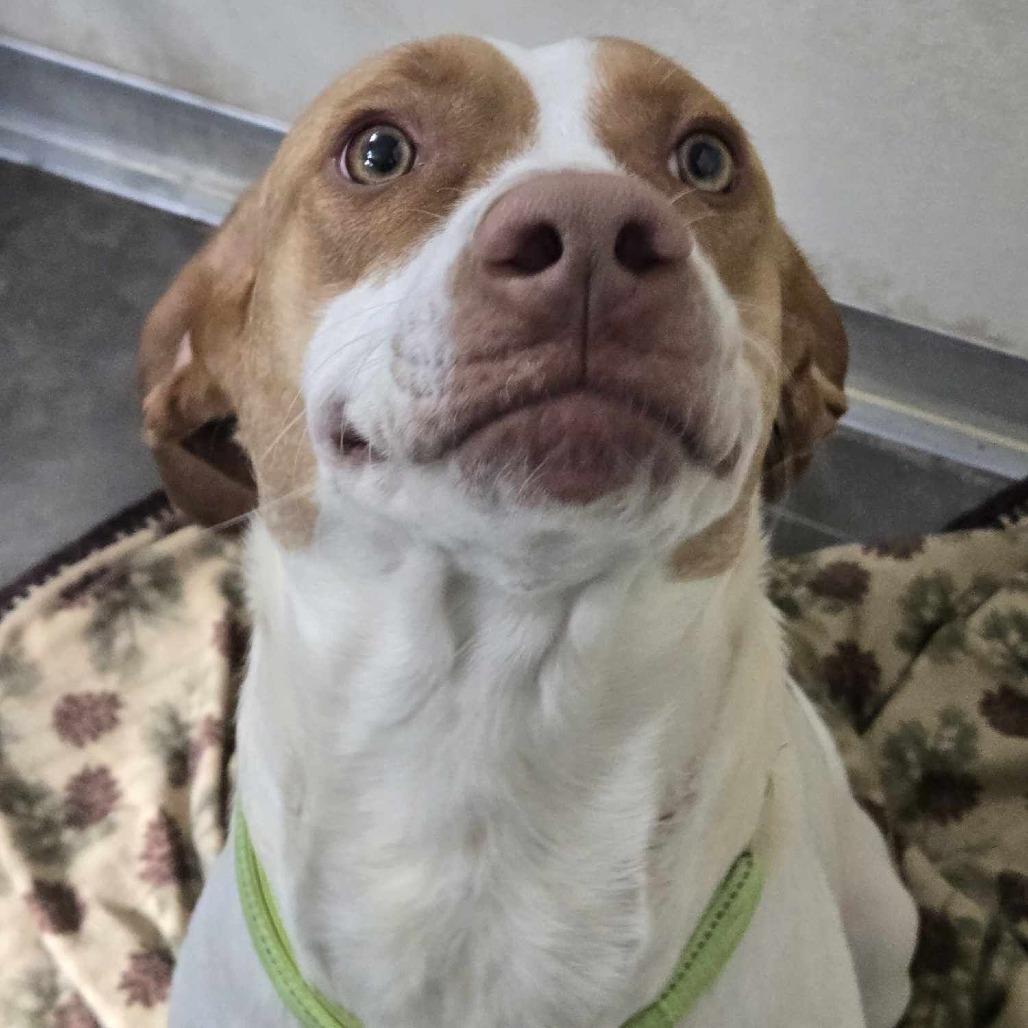 Enlarge Shirley, a Adoptable mixed breed in Park Falls, WI image 2/6