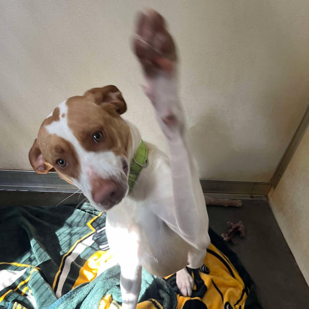 Enlarge Shirley, a Adoptable mixed breed in Park Falls, WI image 3/6