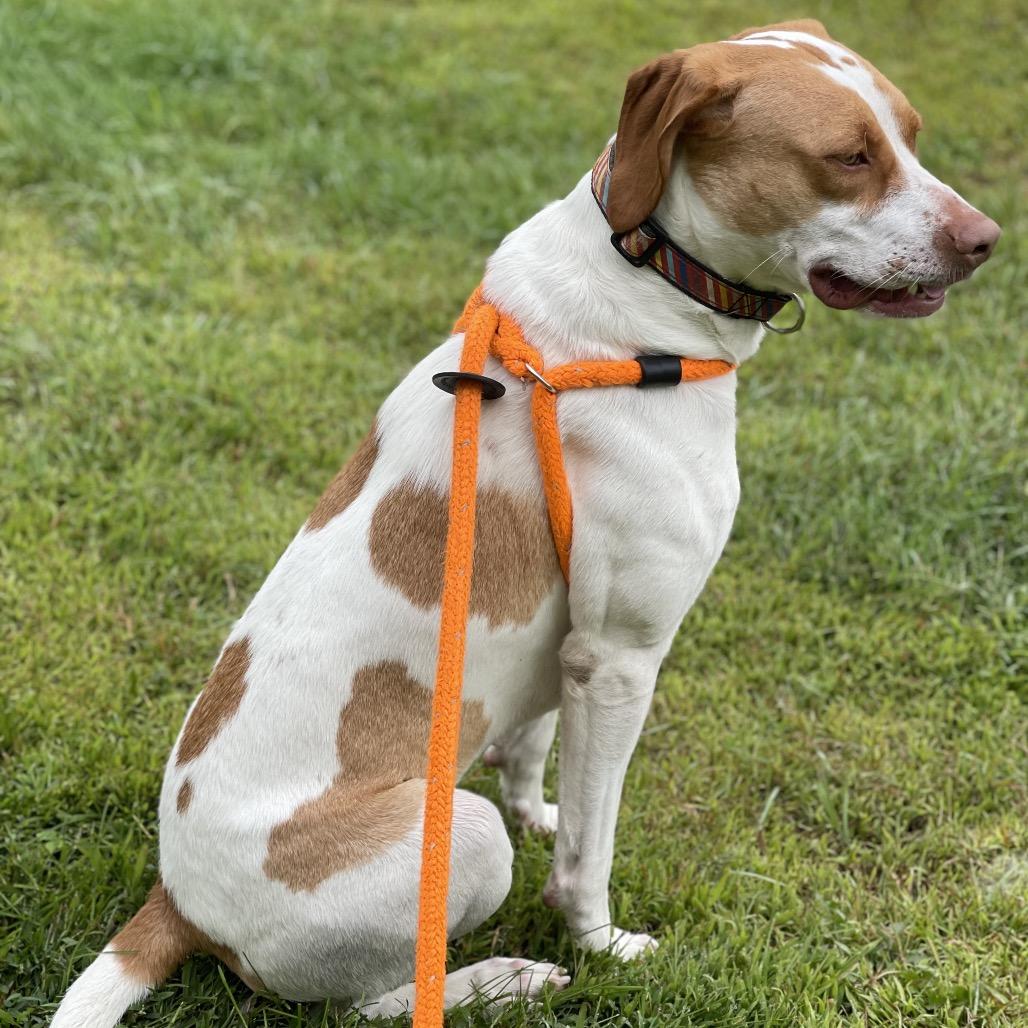 Shirley, a Adoptable mixed breed in Park Falls, WI image 4/6