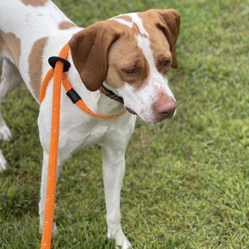 Shirley, a Adoptable mixed breed in Park Falls, WI image 5/6