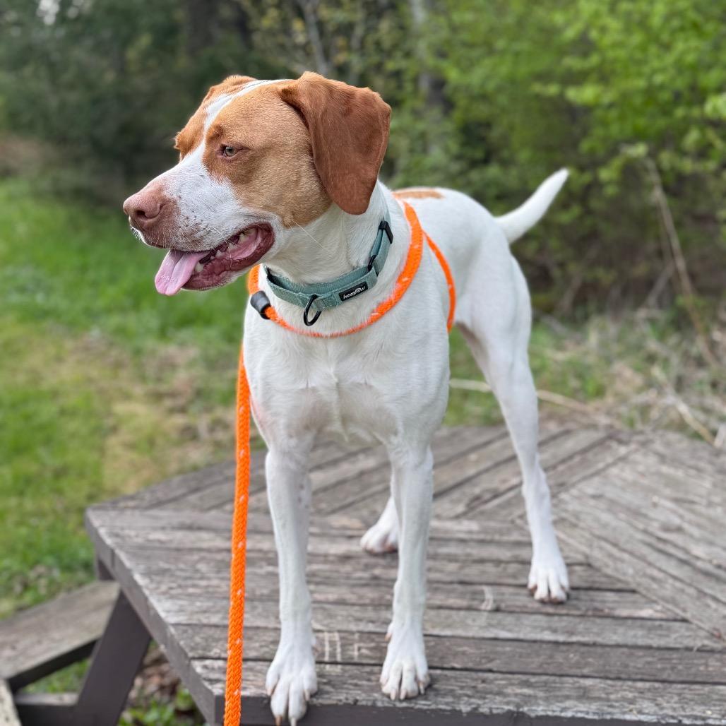 Shirley, a Adoptable mixed breed in Park Falls, WI image 6/6