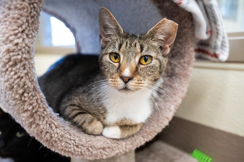 Enlarge Honeycomb (158) *Sponsored Adoption, a Adoptable mixed breed in Christiansburg, VA image 1/3