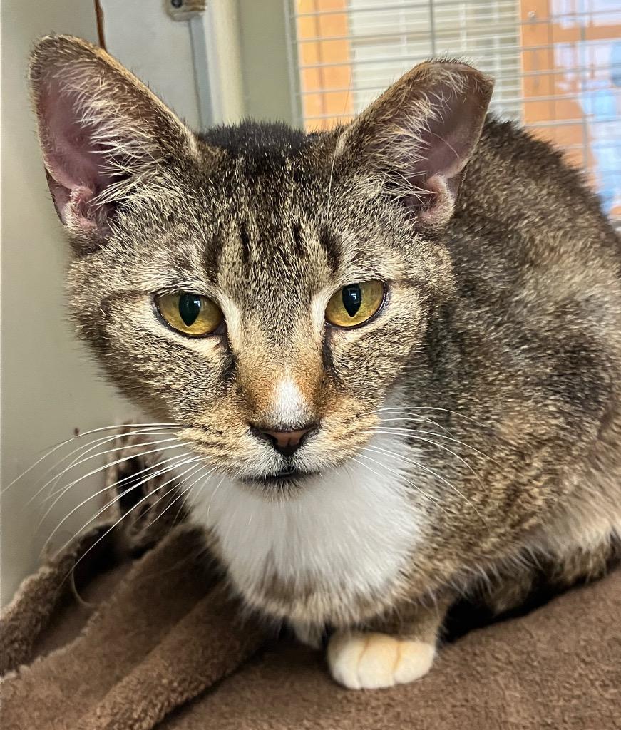 Enlarge Honeycomb (158) *Sponsored Adoption, a Adoptable mixed breed in Christiansburg, VA image 2/3