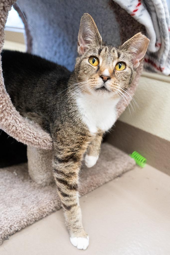 Enlarge Honeycomb (158) *Sponsored Adoption, a Adoptable mixed breed in Christiansburg, VA image 3/3