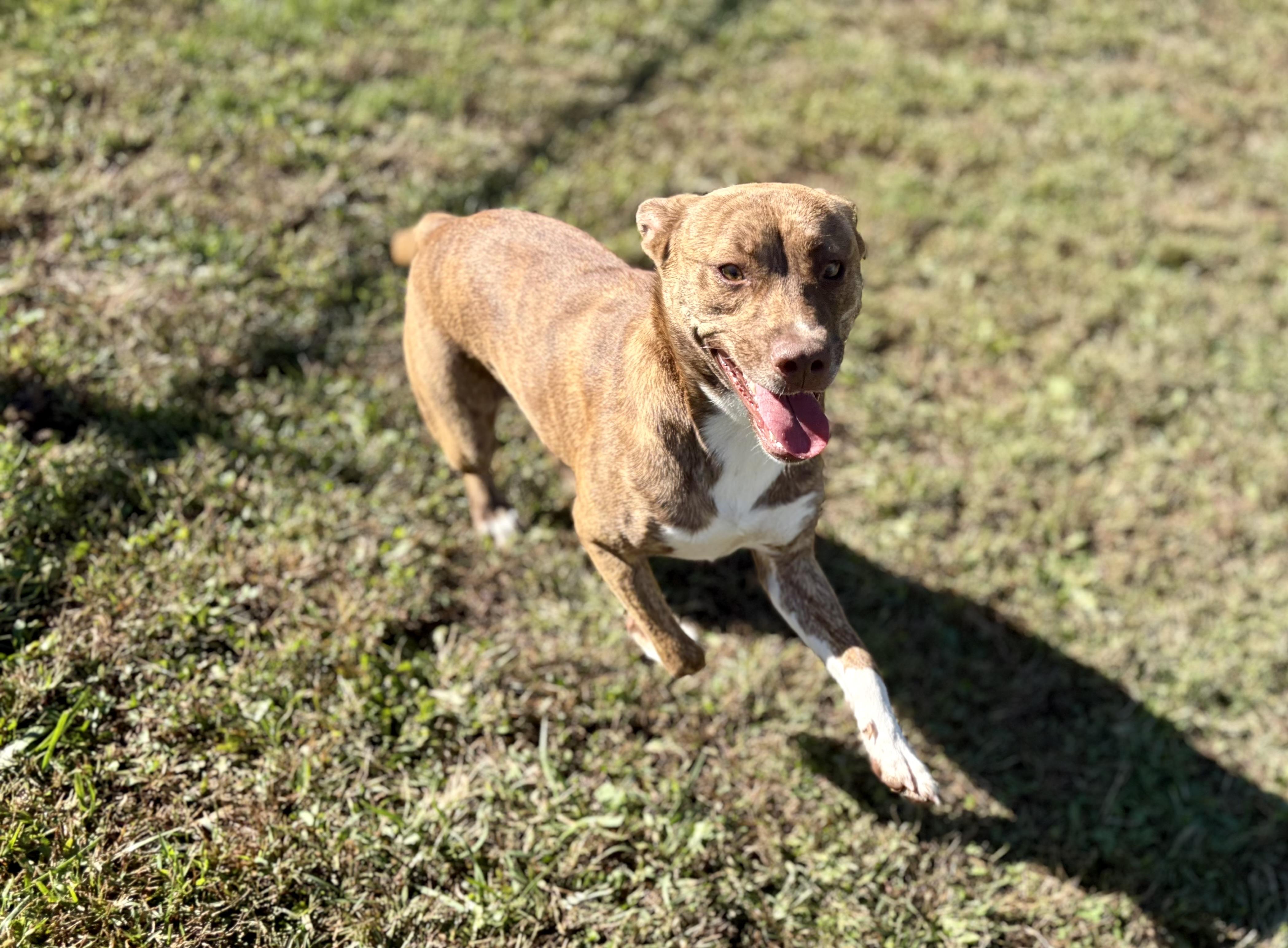 Enlarge Pebbles, a Adopted mixed breed in Pomeroy, OH image 3/3