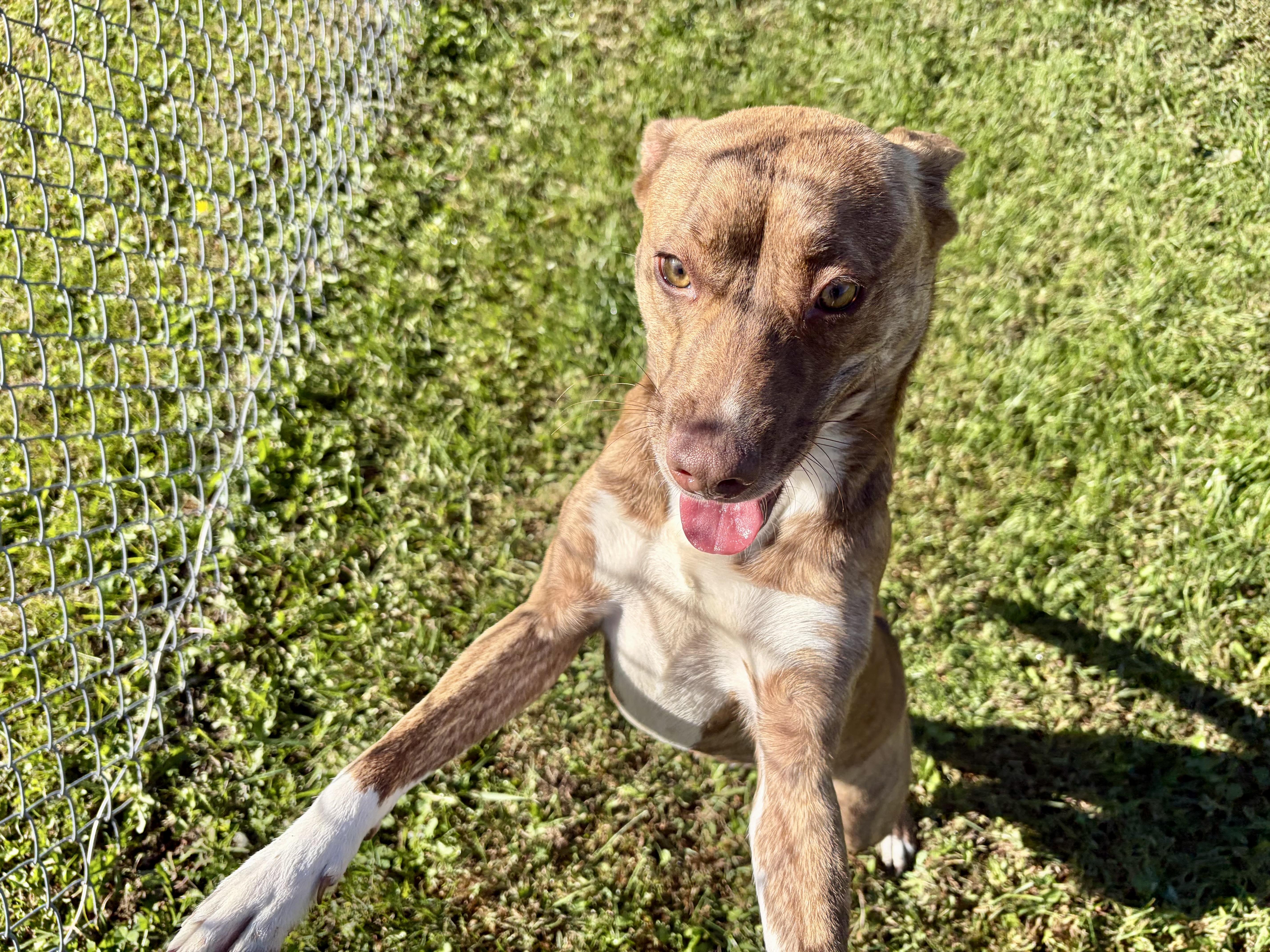 Enlarge Pebbles, a Adopted mixed breed in Pomeroy, OH image 2/3