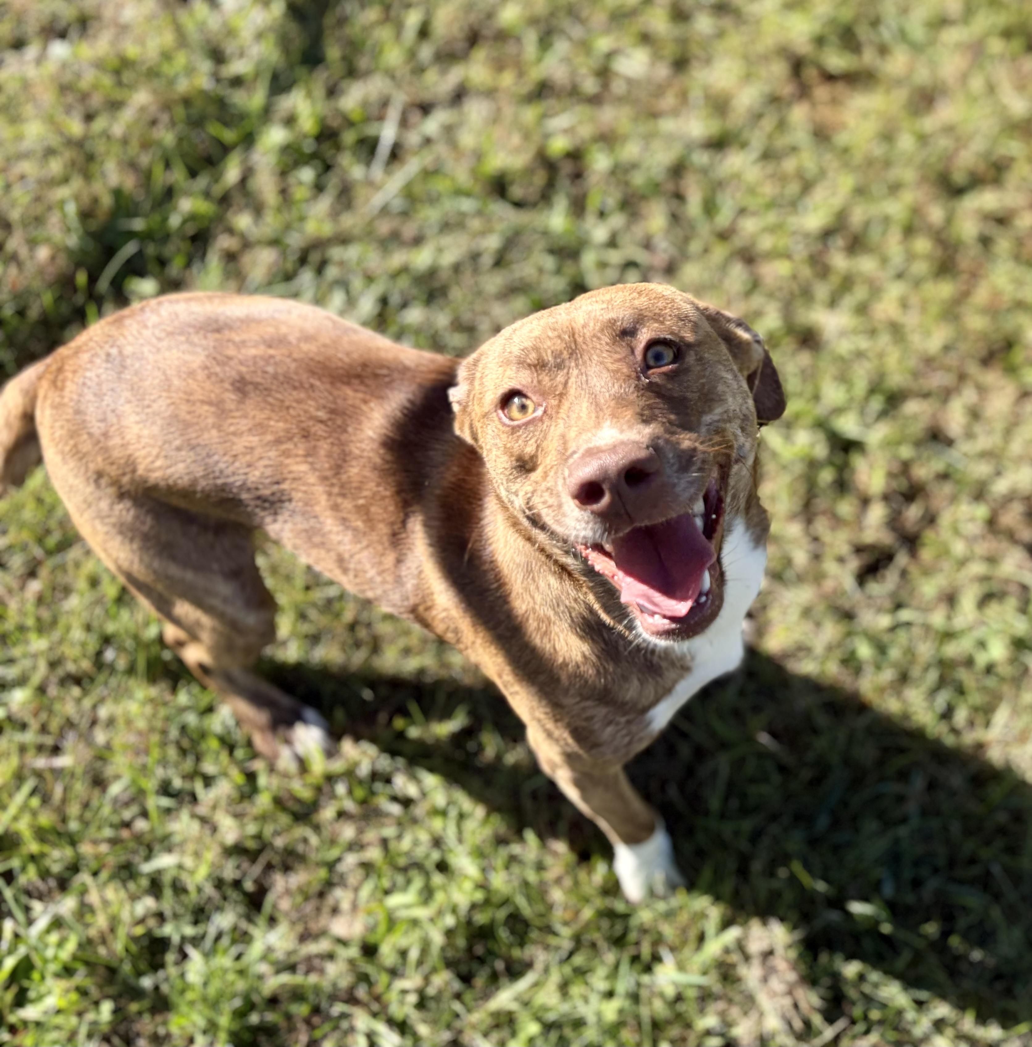 Pebbles, Adopted, Young Female Mixed Breed.