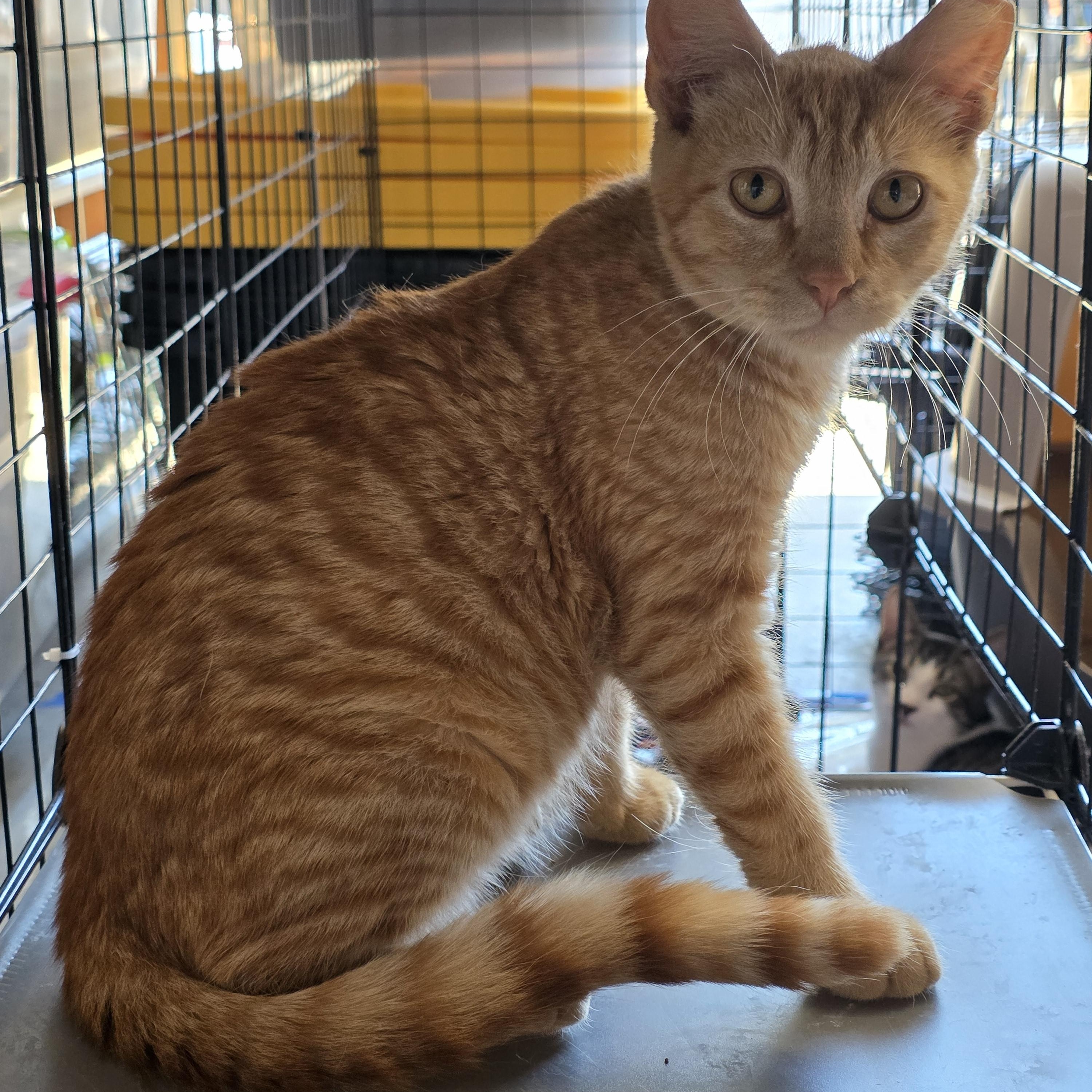 Buddy, a Adoptable mixed breed in Vacaville, CA image 1/4