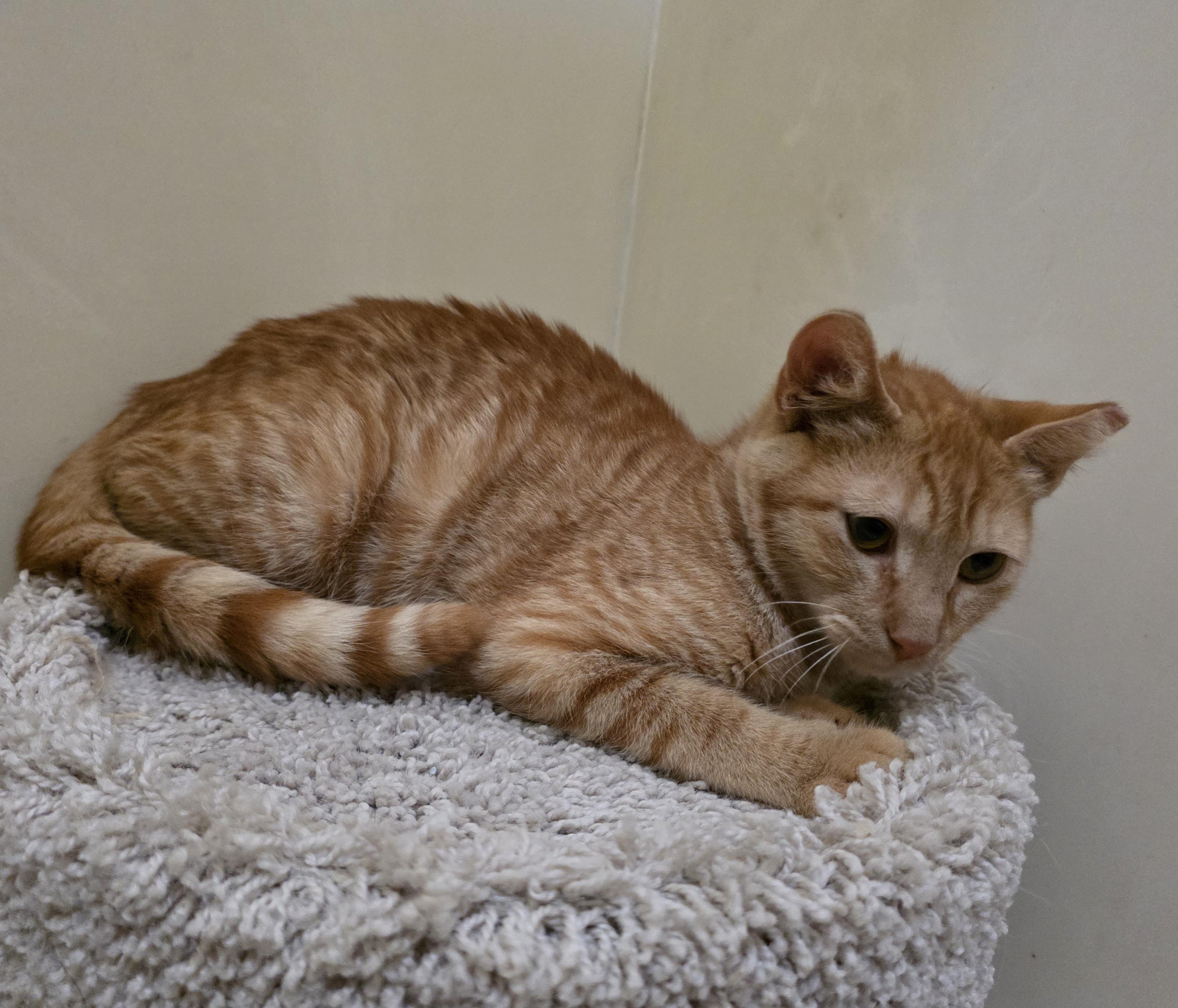 Buddy, a Adoptable mixed breed in Vacaville, CA image 3/4