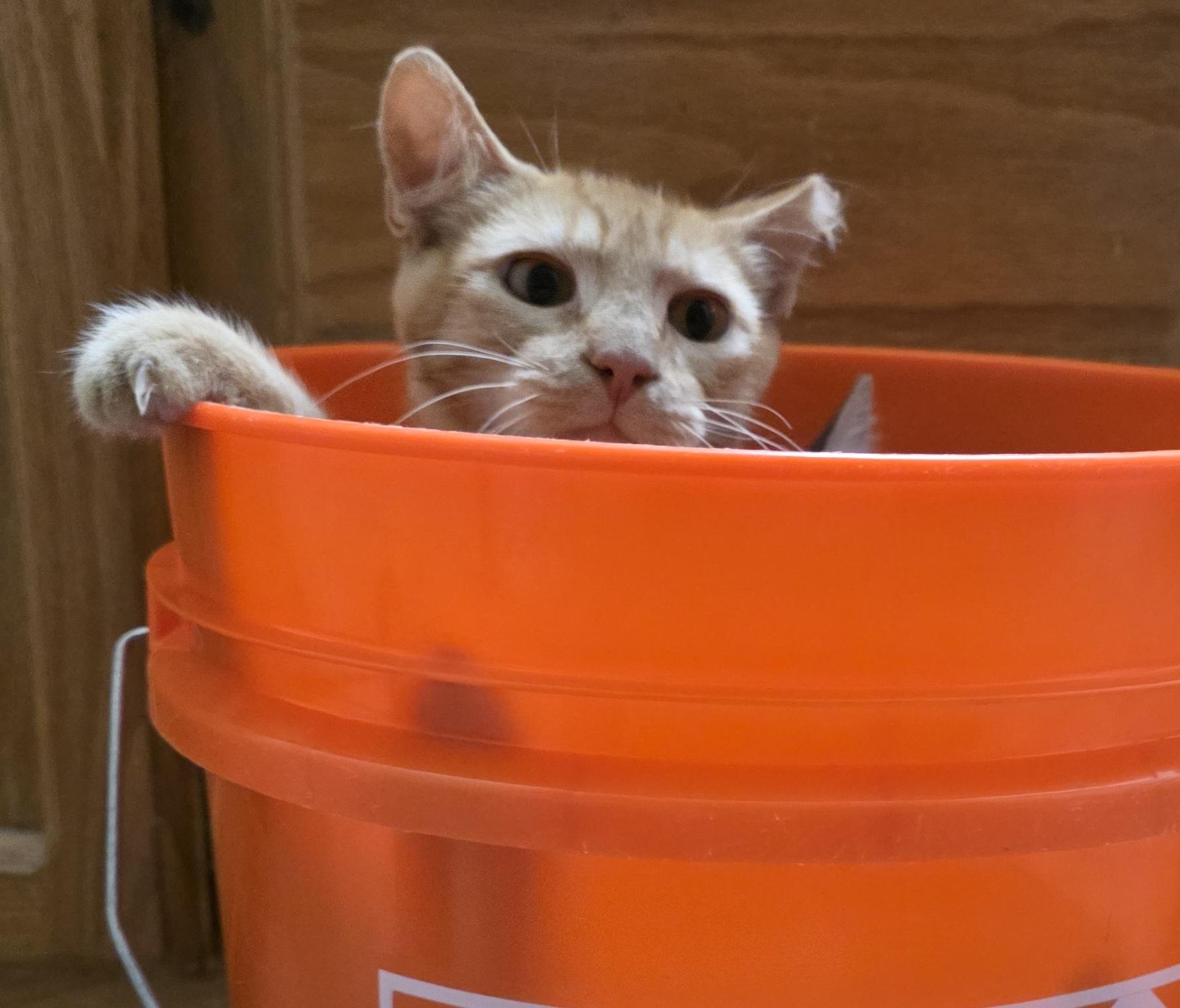 Buddy, a Adoptable mixed breed in Vacaville, CA image 2/4