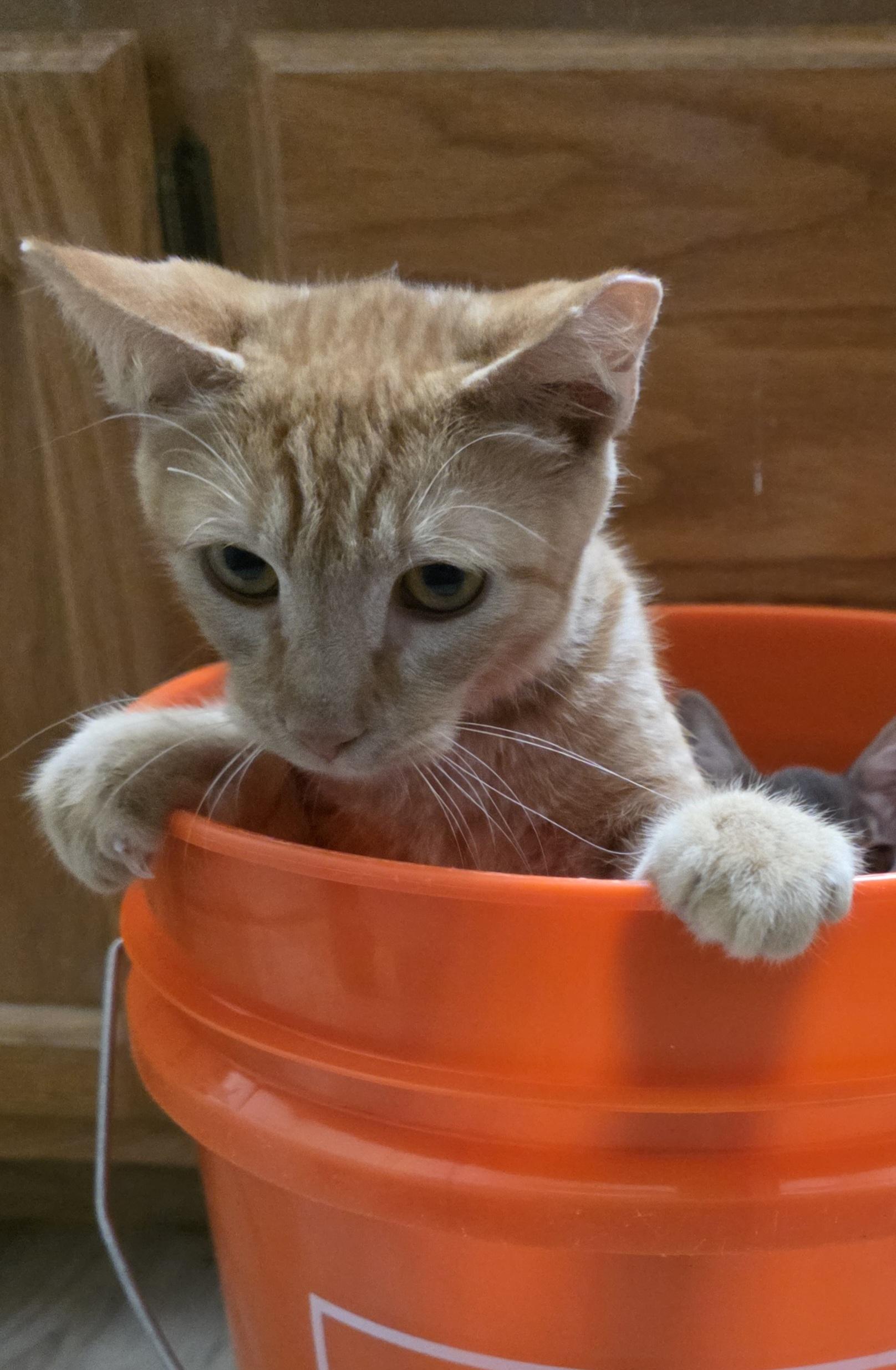 Buddy, a Adoptable mixed breed in Vacaville, CA image 4/4