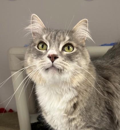 Enlarge Bob, a Adoptable mixed breed in Gwinn, MI image 1/2