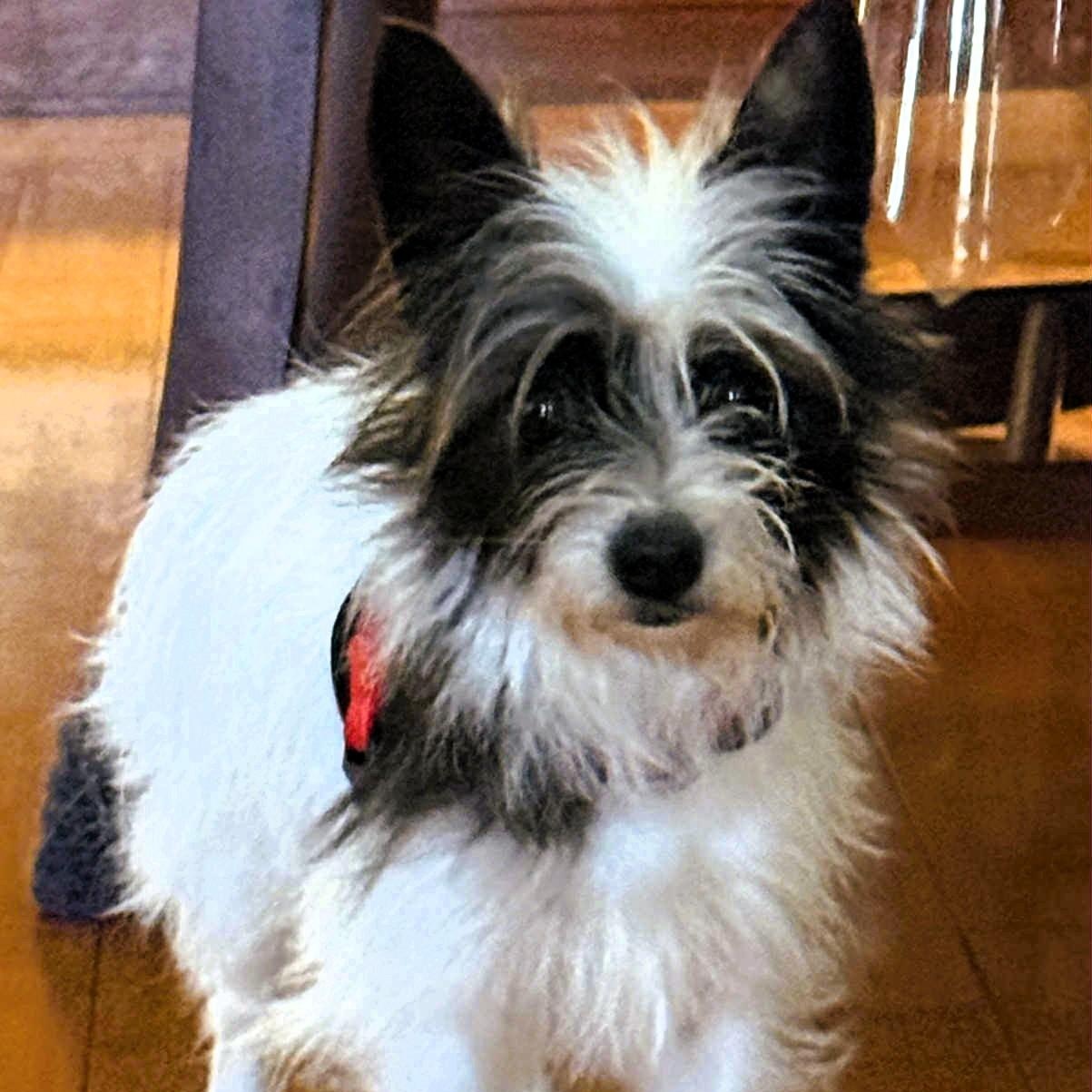 Enlarge Tinkerbell, a Adoptable mixed breed in Sunnyvale, CA image 2/4