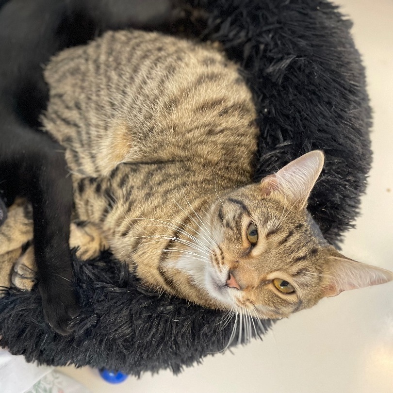 Kai, a Adoptable Domestic Short Hair in Colonia, NJ image 4/6