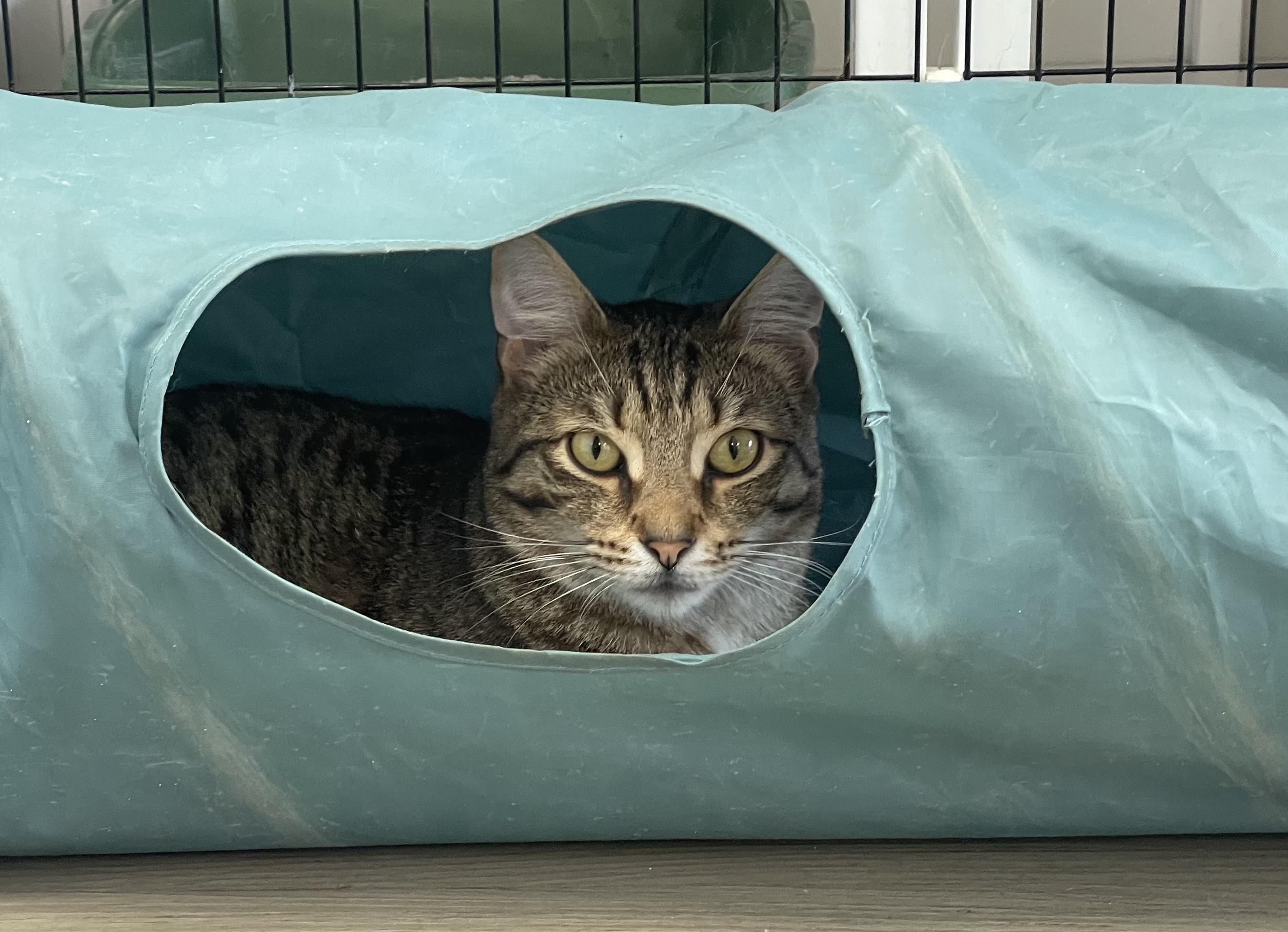 Kai, a Adoptable Domestic Short Hair in Colonia, NJ image 2/6