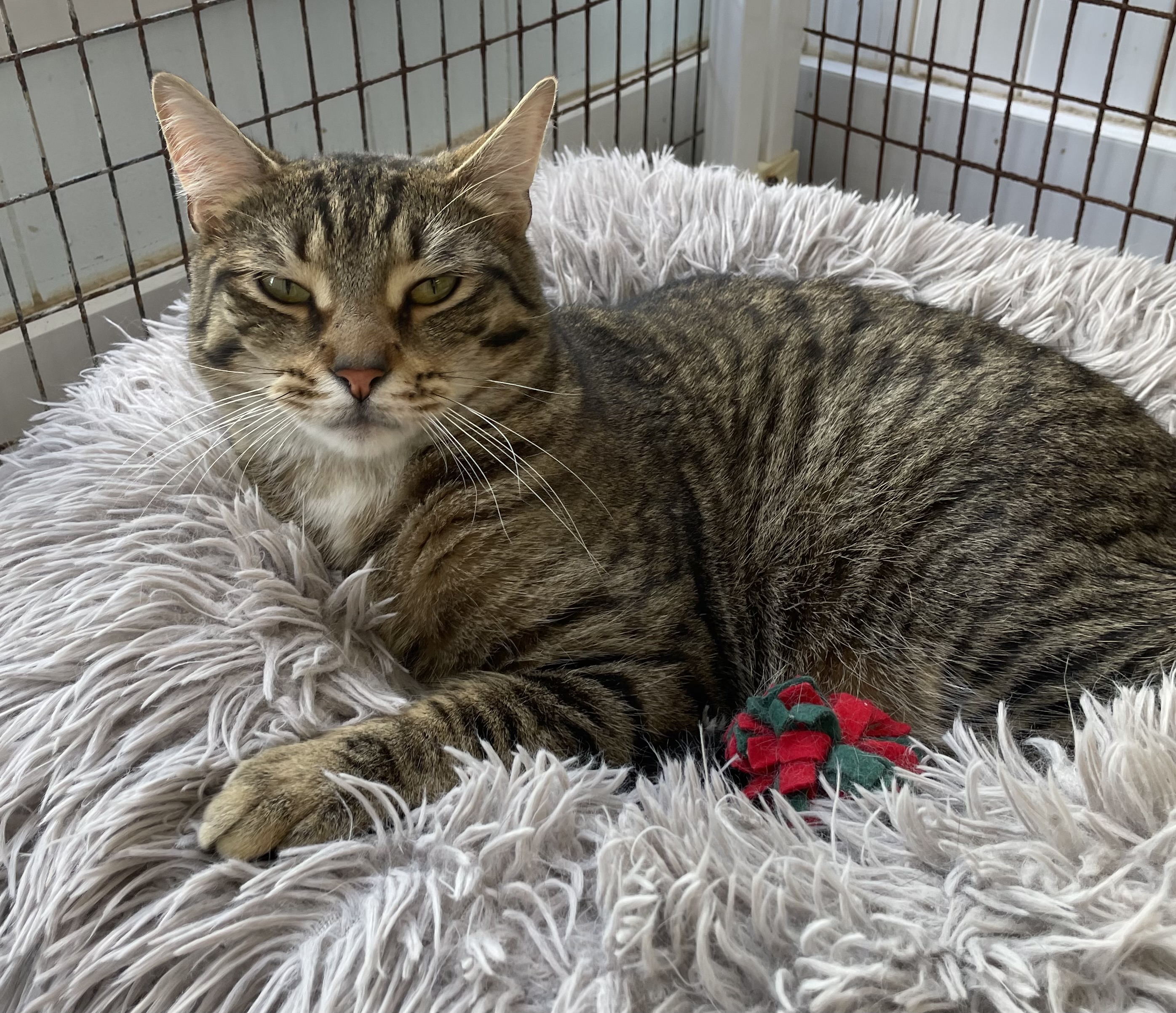 Kai, a Adoptable Domestic Short Hair in Colonia, NJ image 3/6