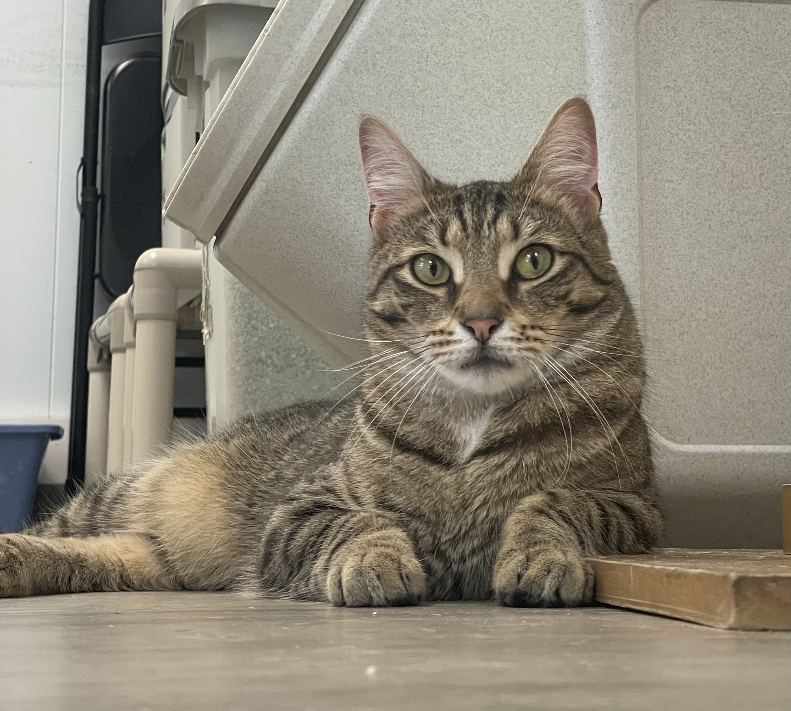 Kai, a Adoptable Domestic Short Hair in Colonia, NJ image 1/6