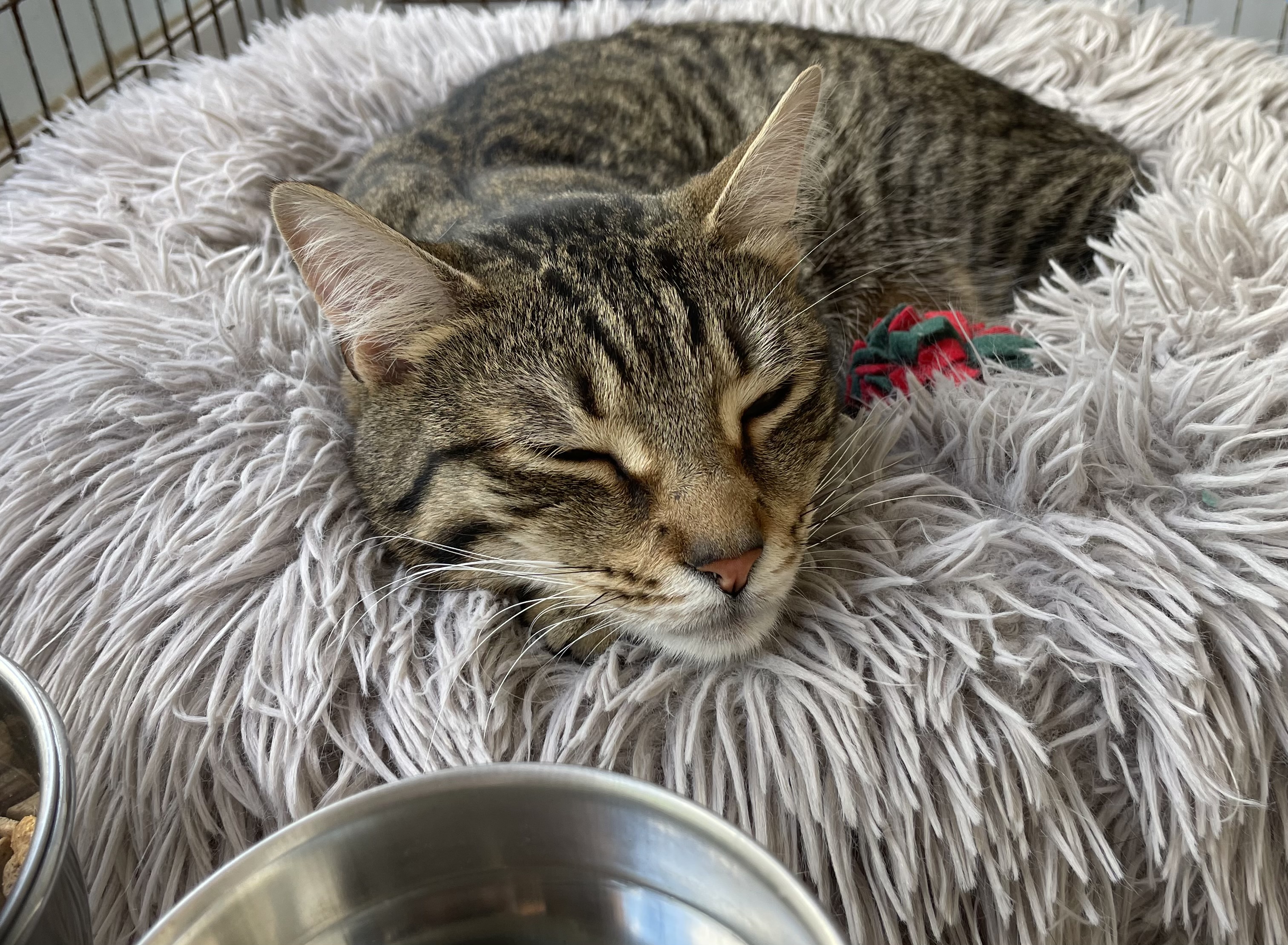 Kai, a Adoptable Domestic Short Hair in Colonia, NJ image 6/6