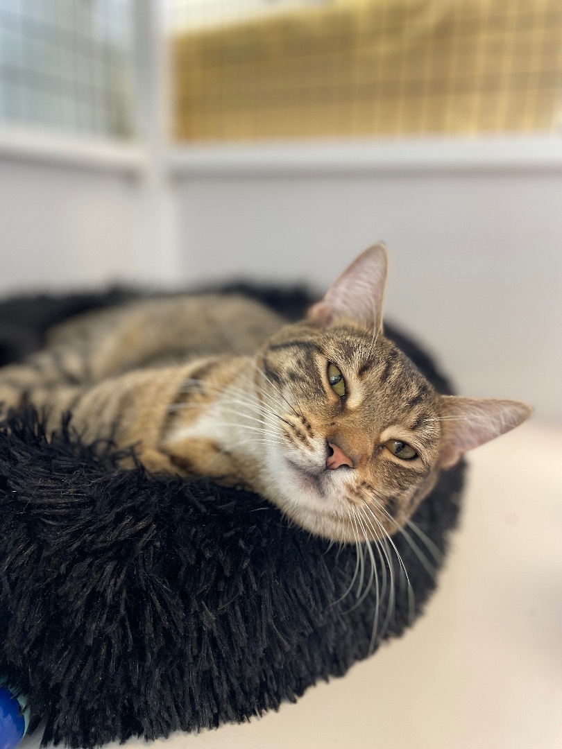 Kai, a Adoptable Domestic Short Hair in Colonia, NJ image 5/6