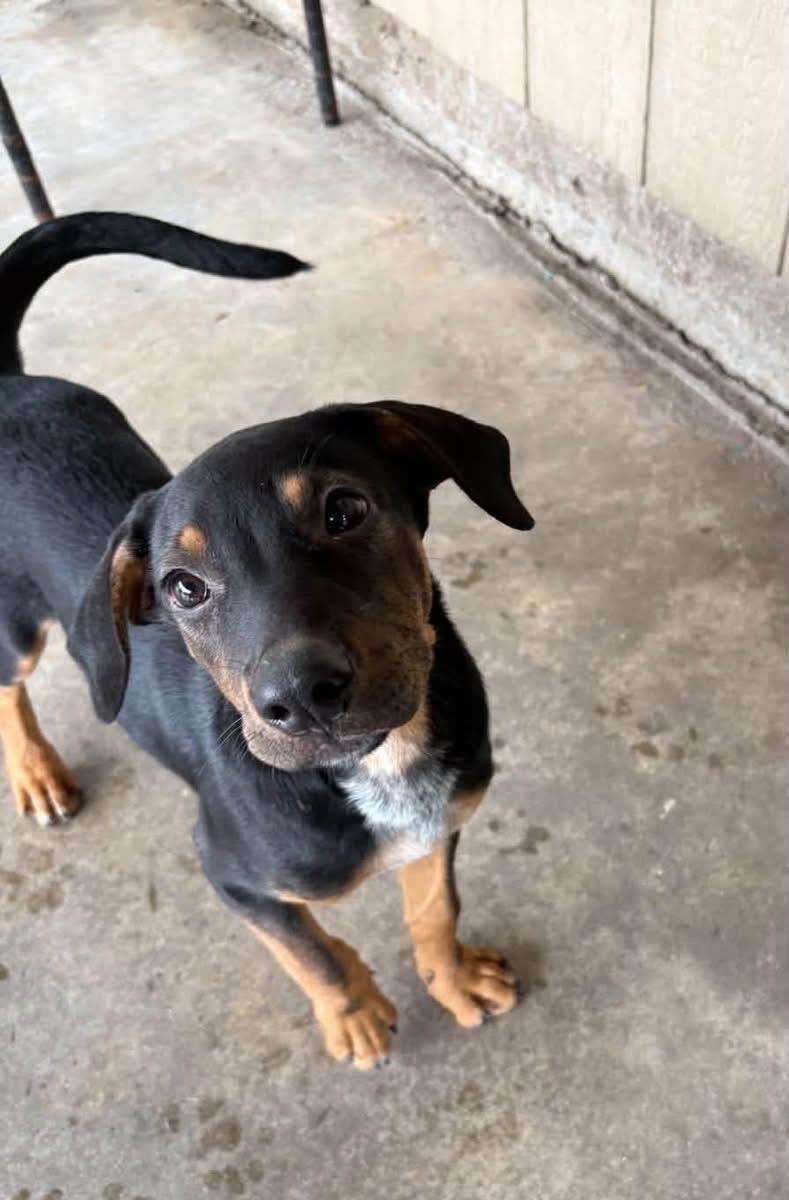 Pumba, Adoptable, Puppy Male Mixed Breed.