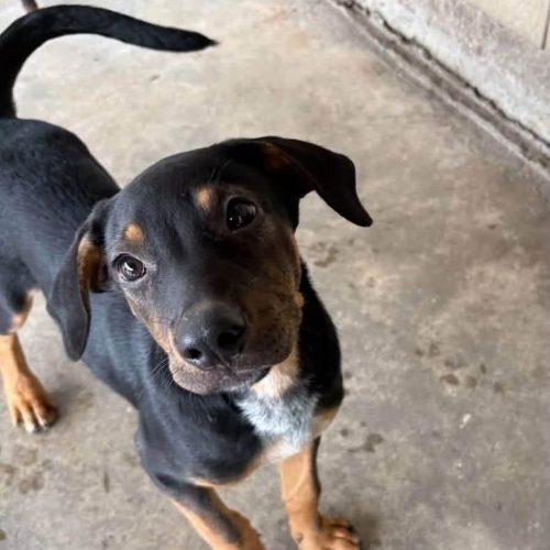 Pumba, Adoptable, Puppy Male Mixed Breed.