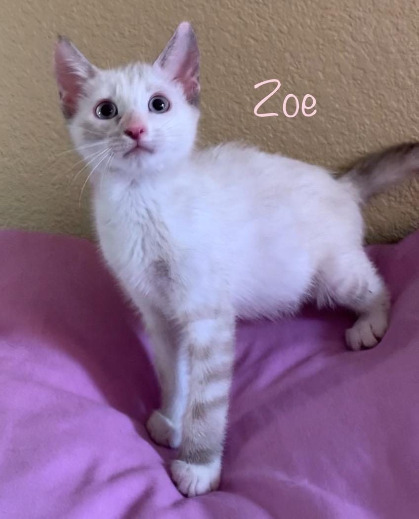 Zoe, a ADOPTABLE mixed breed in Dixon, CA image 2/2