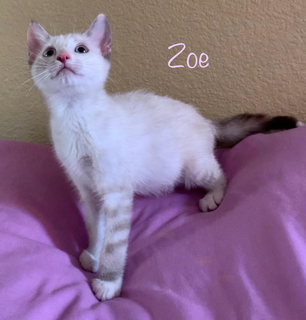 Zoe, ADOPTABLE, Kitten Female Siamese & Calico.