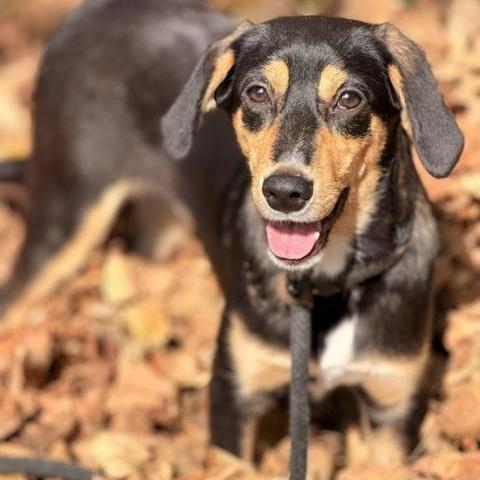Enlarge Scrappy Doo, a Adoptable mixed breed in Sparta, NJ image 1/4