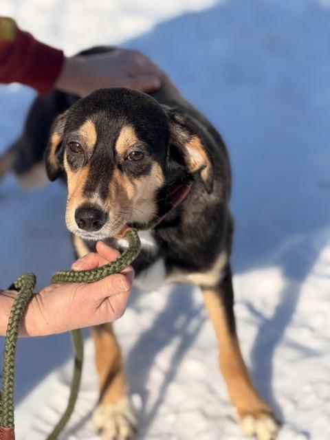 Enlarge Scrappy Doo, an adopted mixed breed in Sparta, NJ image 3/6
