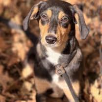 Enlarge Scrappy Doo, a Adoptable mixed breed in Sparta, NJ image 2/4