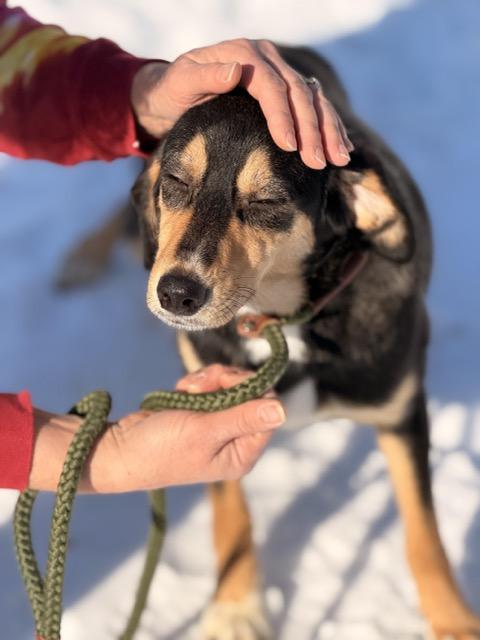 Enlarge Scrappy Doo, an adopted mixed breed in Sparta, NJ image 2/6