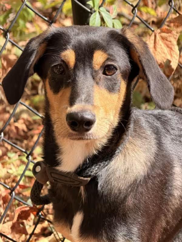 Enlarge Scrappy Doo, a Adoptable mixed breed in Sparta, NJ image 3/4