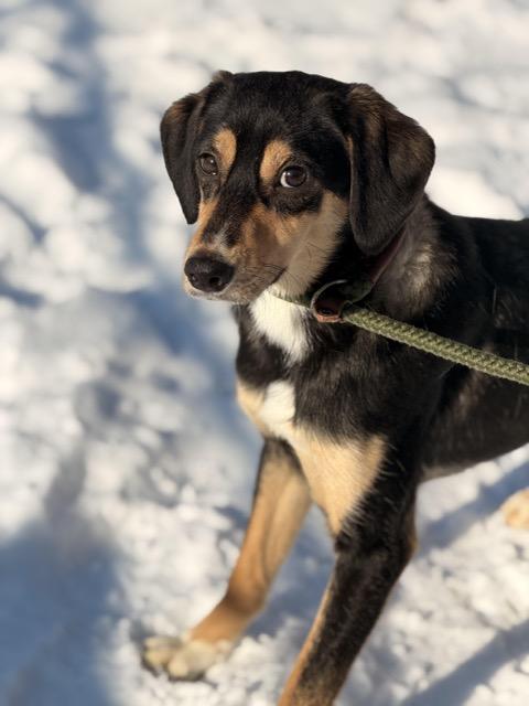 Enlarge Scrappy Doo, an adopted mixed breed in Sparta, NJ image 1/6