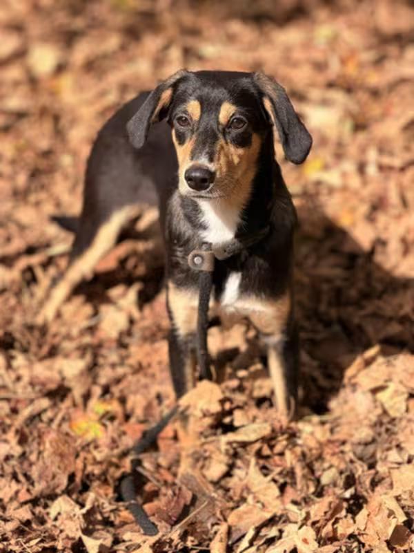 Enlarge Scrappy Doo, a Adoptable mixed breed in Sparta, NJ image 4/4