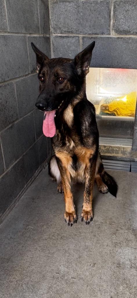 Tater Tot, Adoptable, Young Female Mixed Breed.